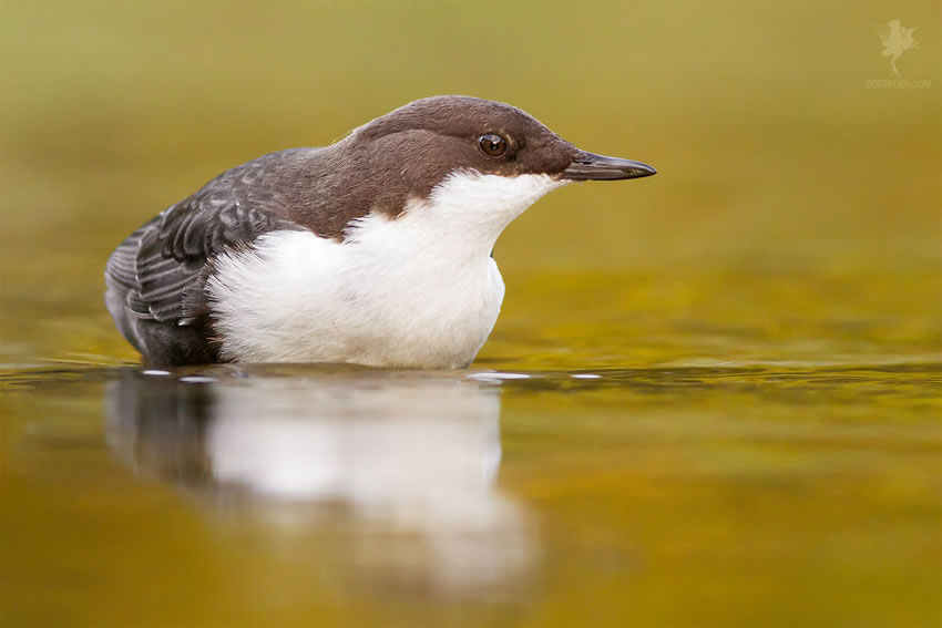 Breathtaking Bird Photos By Roeselien Raimond