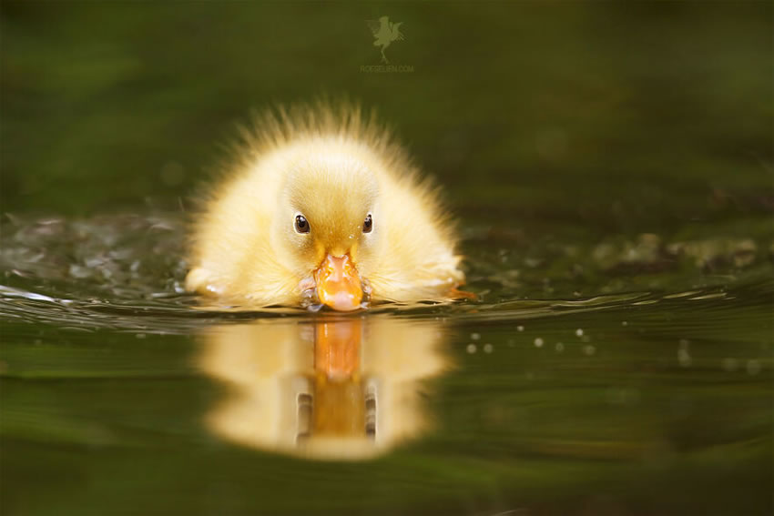 Breathtaking Bird Photos By Roeselien Raimond