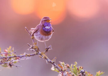 Breathtaking Bird Photos By Roeselien Raimond