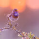 Breathtaking Bird Photos By Roeselien Raimond