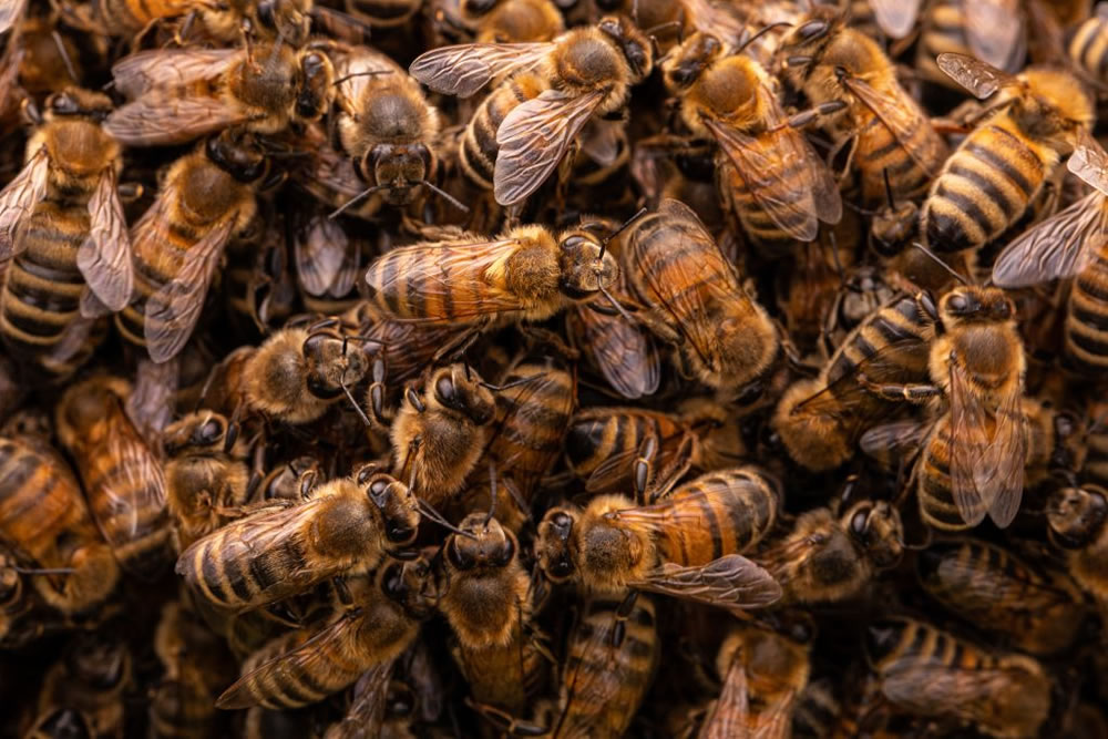 Nature TTL Photographer of the Year 2023 Winners