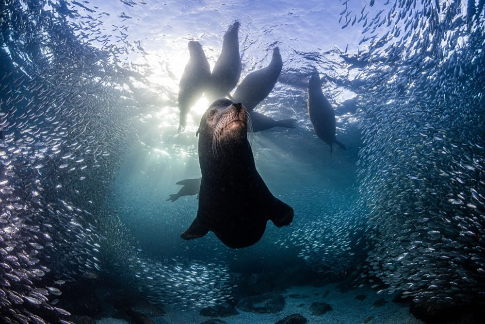 Nature TTL Photographer of the Year 2023 Winners