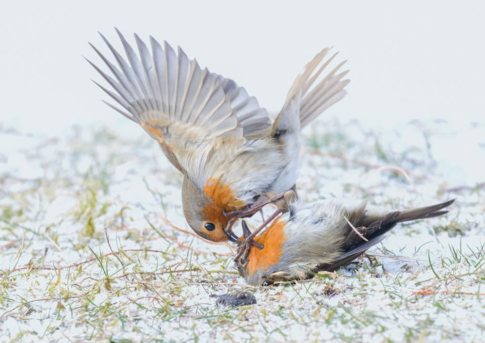 Nature TTL Photographer of the Year 2023 Winners