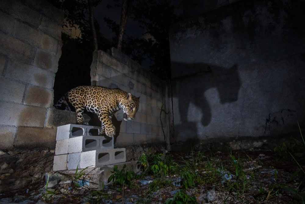 Nature TTL Photographer of the Year 2023 Winners