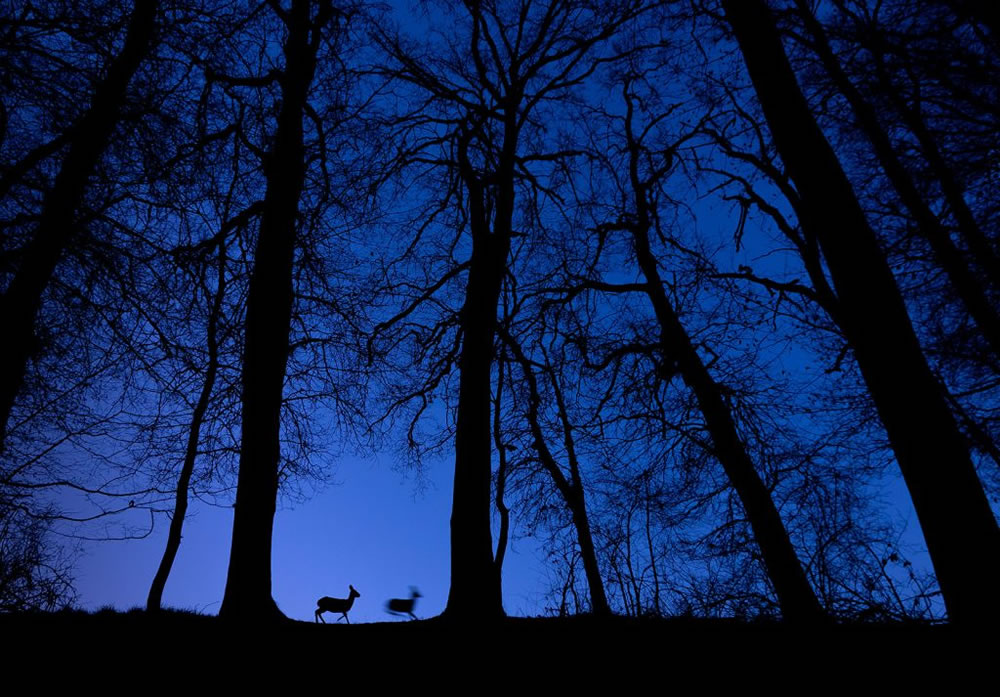 Nature TTL Photographer of the Year 2023 Winners