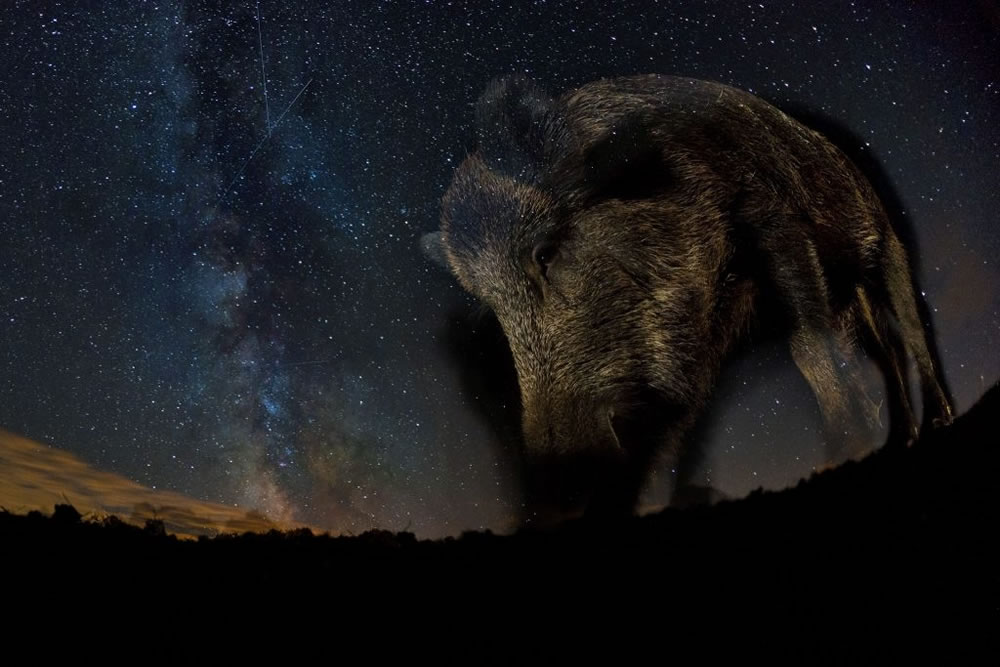 Nature TTL Photographer of the Year 2023 Winners