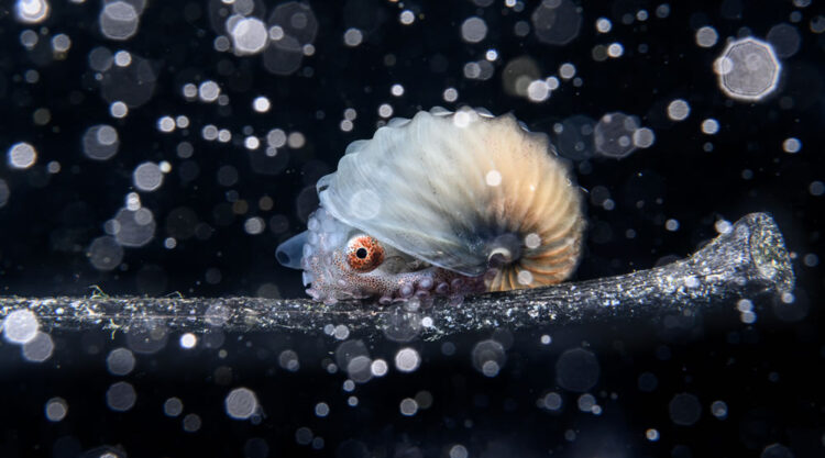 Ocean Photographer Of The Year 2023 Winners