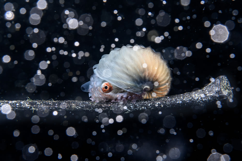 Ocean Photographer Of The Year 2023 Winners