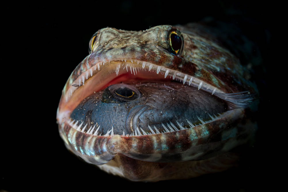 Ocean Photographer Of The Year 2023 Winners