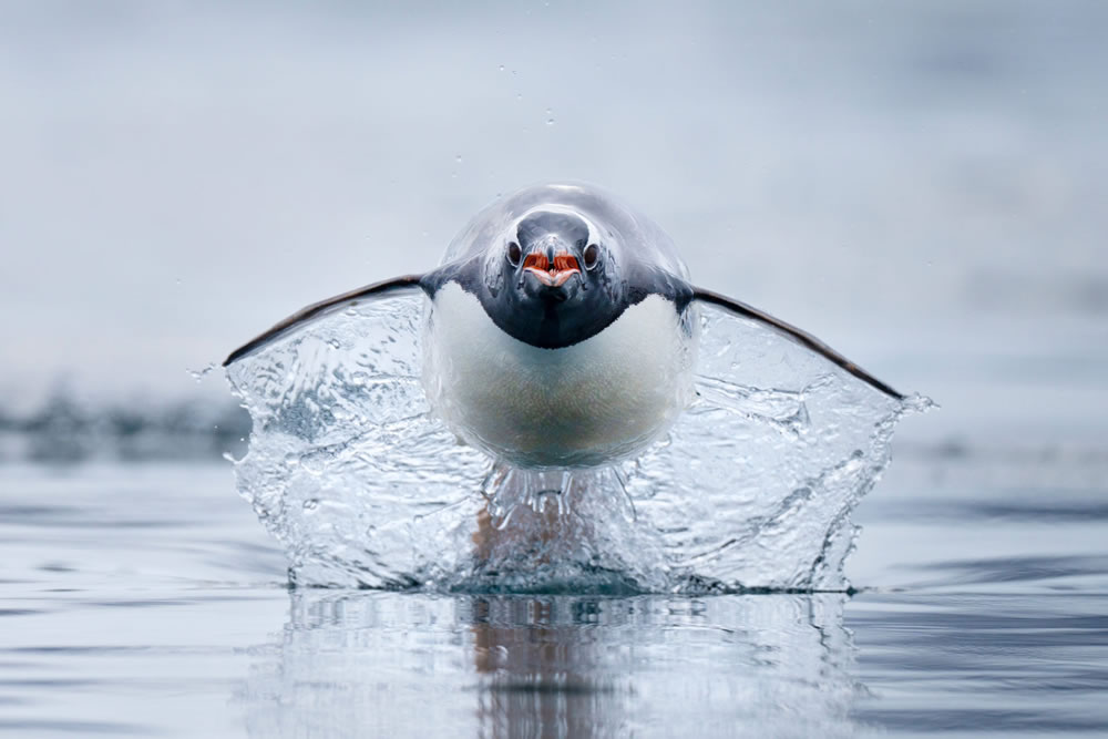 Ocean Photographer Of The Year 2023 Winners