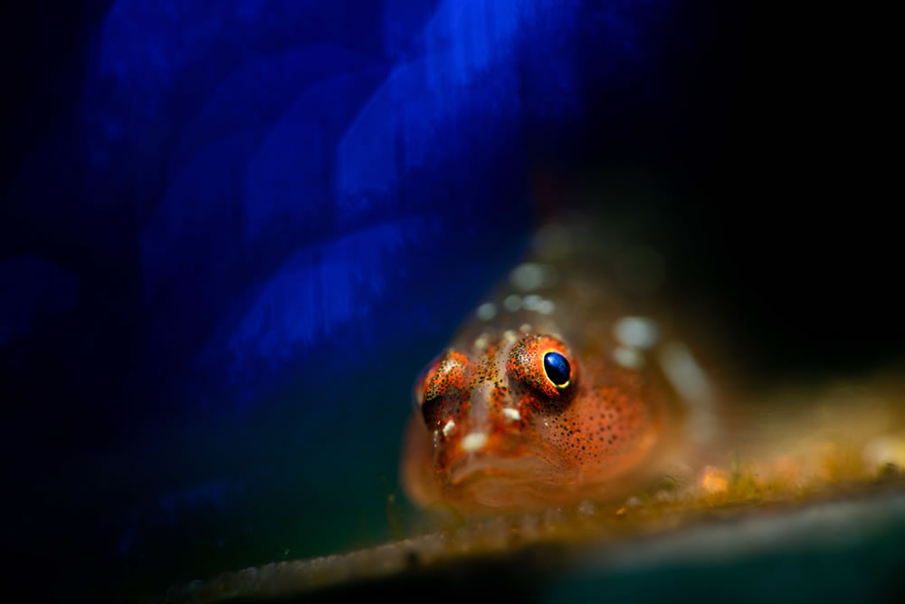 Ocean Photographer Of The Year 2023 Winners