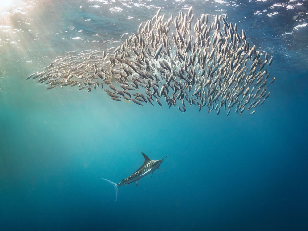 Ocean Photographer Of The Year 2023 Winners