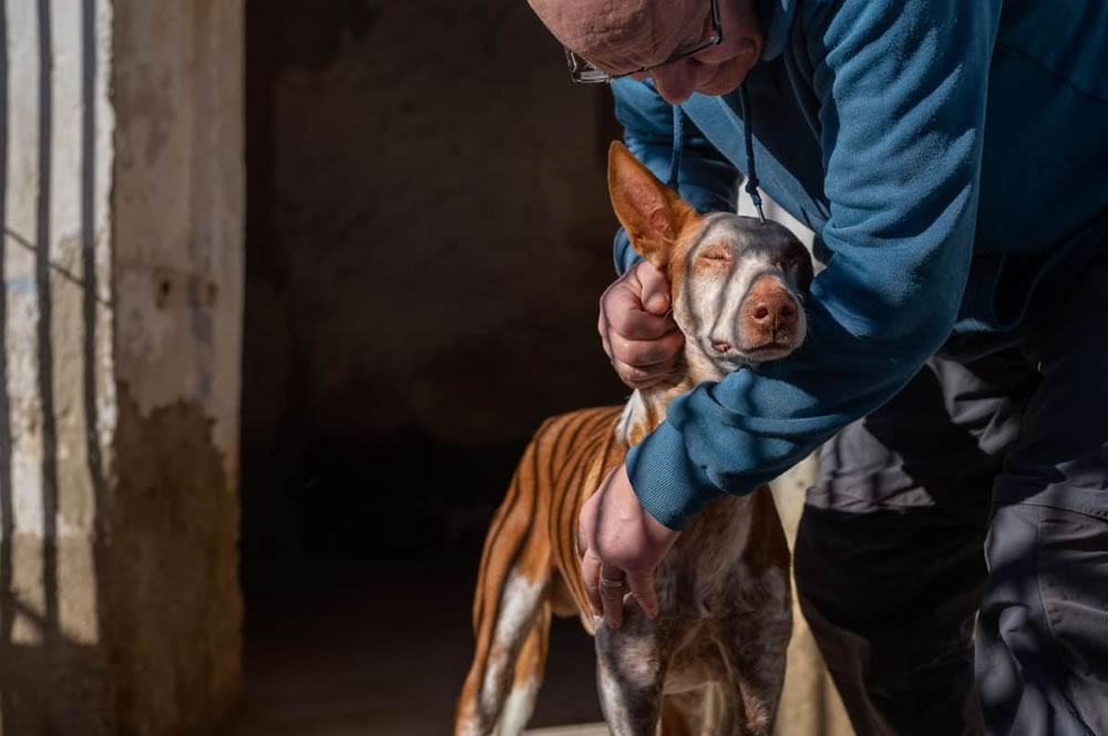 International Pet Photographer Of The Year 2023 Winners