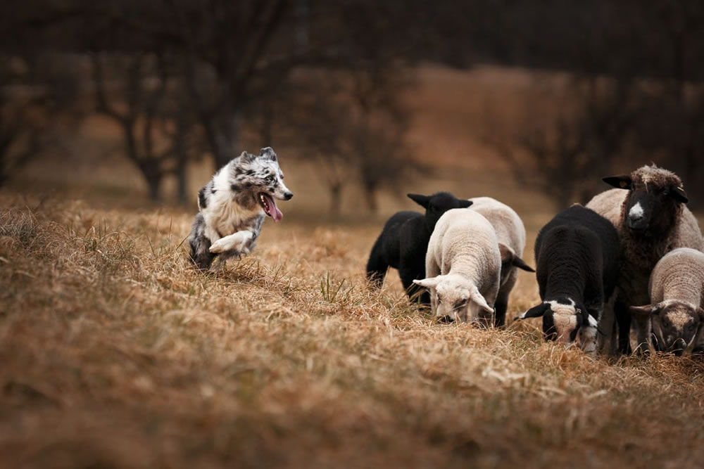 International Pet Photographer Of The Year 2023 Winners