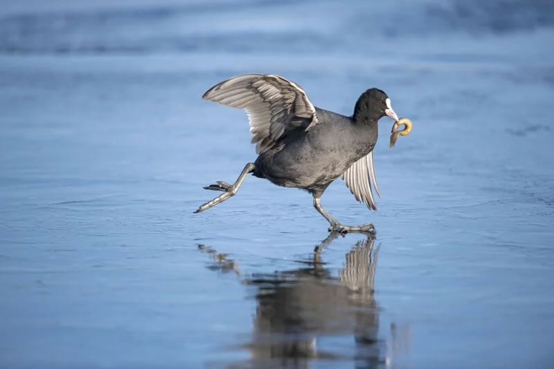 Wildlife Photographer Of The Year 2023 Best Photos