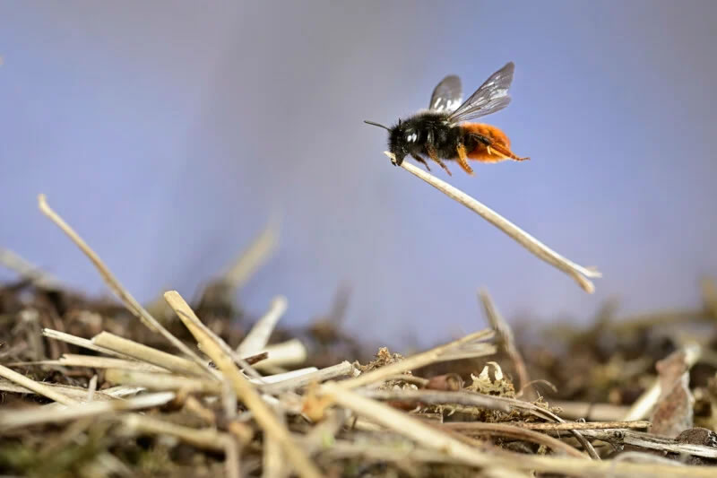 Wildlife Photographer Of The Year 2023 Best Photos