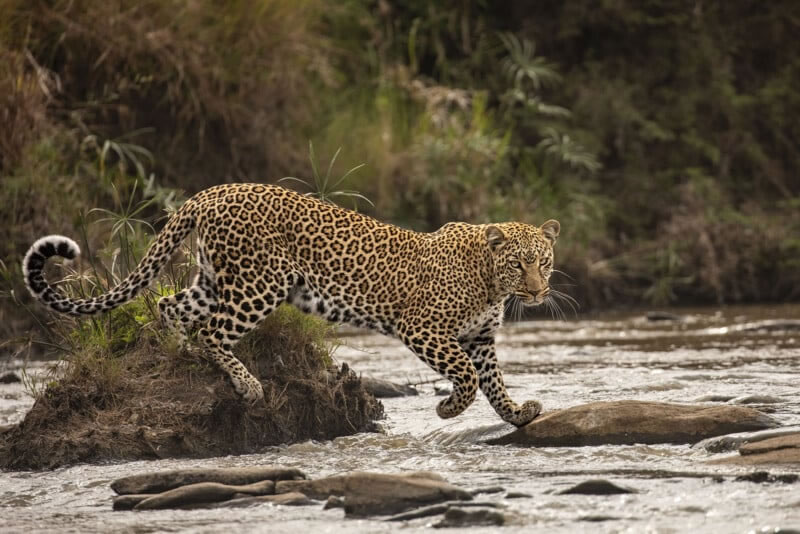 Wildlife Photographer Of The Year 2023 Best Photos