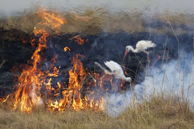 Wildlife Photographer Of The Year 2023 Best Photos