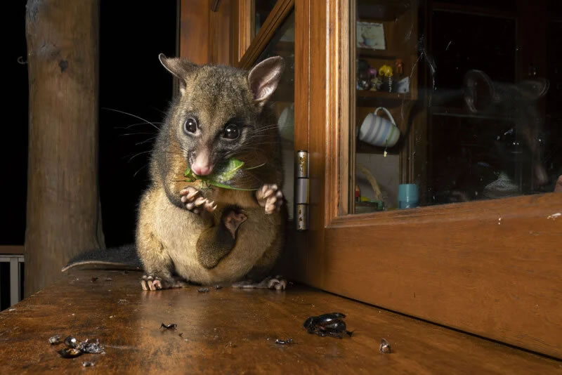 Wildlife Photographer Of The Year 2023 Best Photos