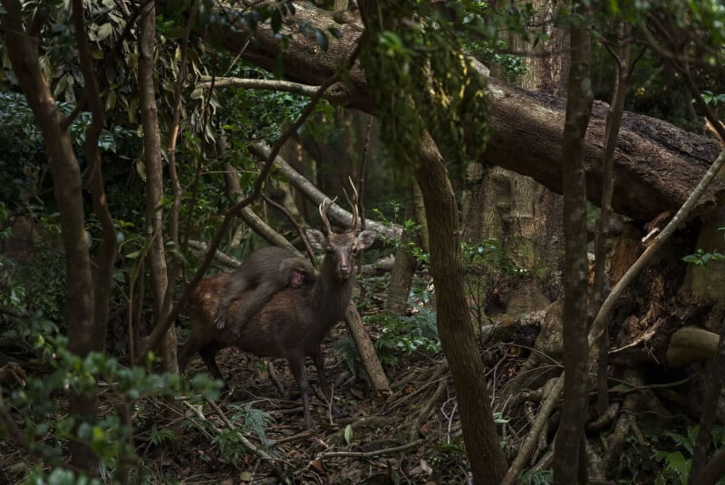 Wildlife Photographer Of The Year 2023 Best Photos