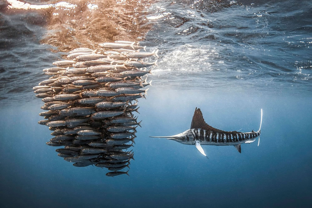 Refocus World Photo Annual Awards Winners