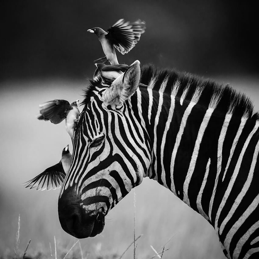 Africa Wildlife Photography By Laurent Baheux