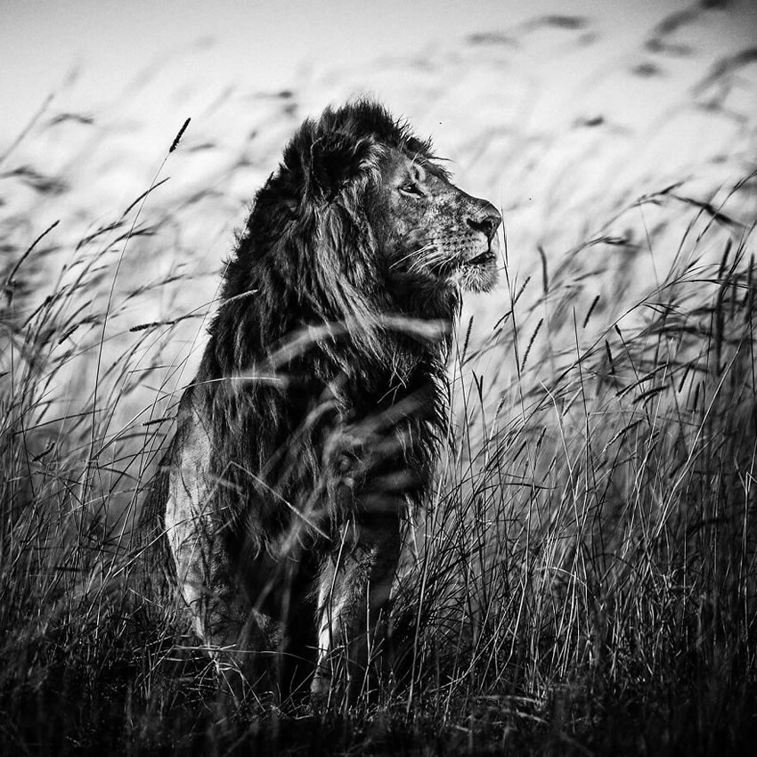 Africa Wildlife Photography By Laurent Baheux