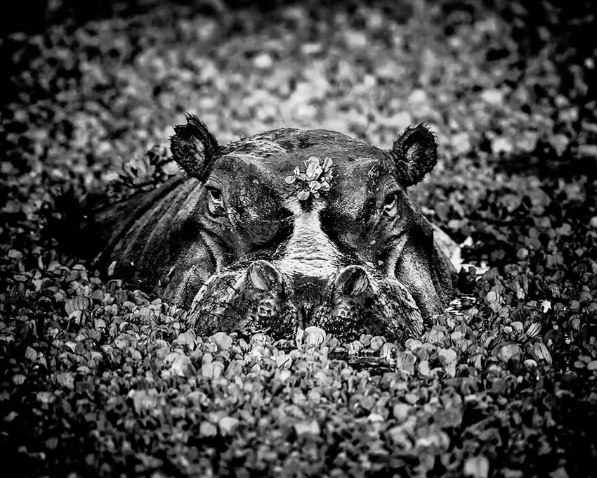 Africa Wildlife Photography By Laurent Baheux