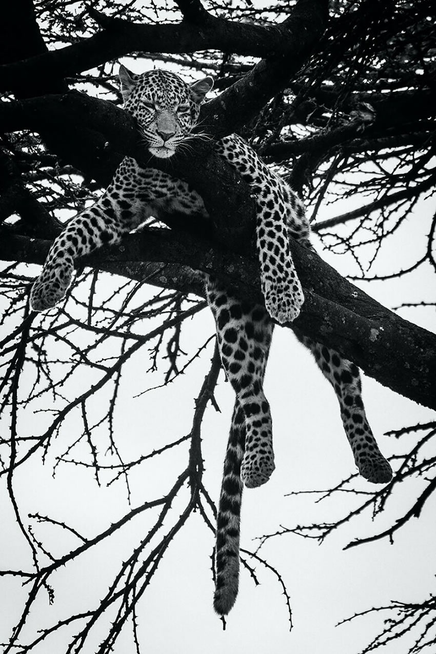 Africa Wildlife Photography By Laurent Baheux