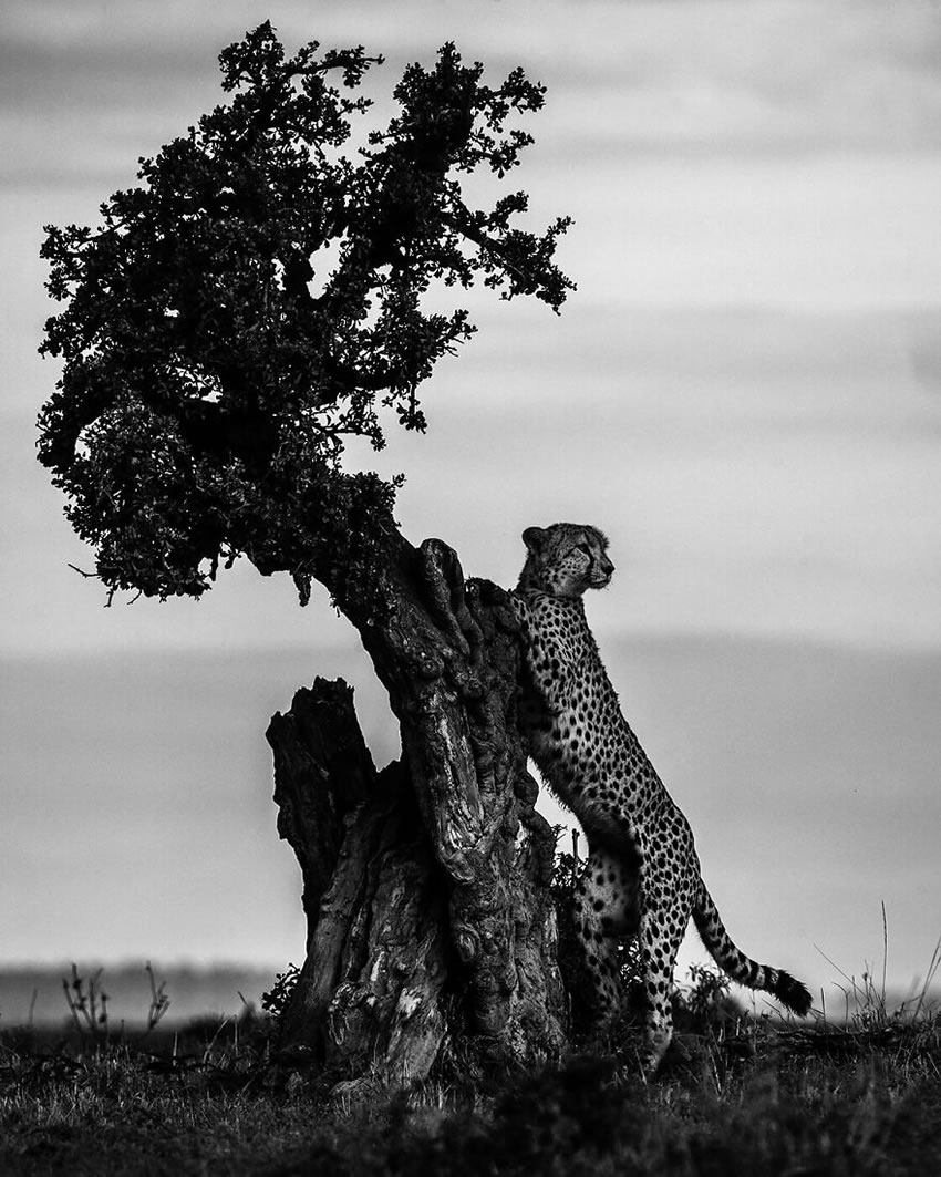 Africa Wildlife Photography By Laurent Baheux