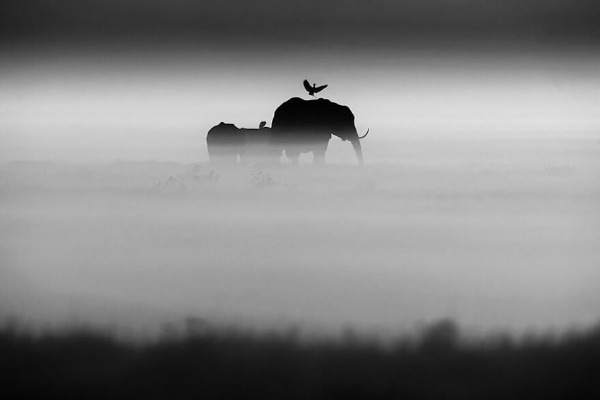 Africa Wildlife Photography By Laurent Baheux