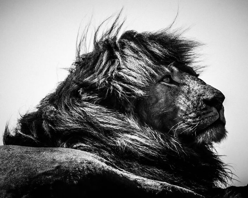 Africa Wildlife Photography By Laurent Baheux