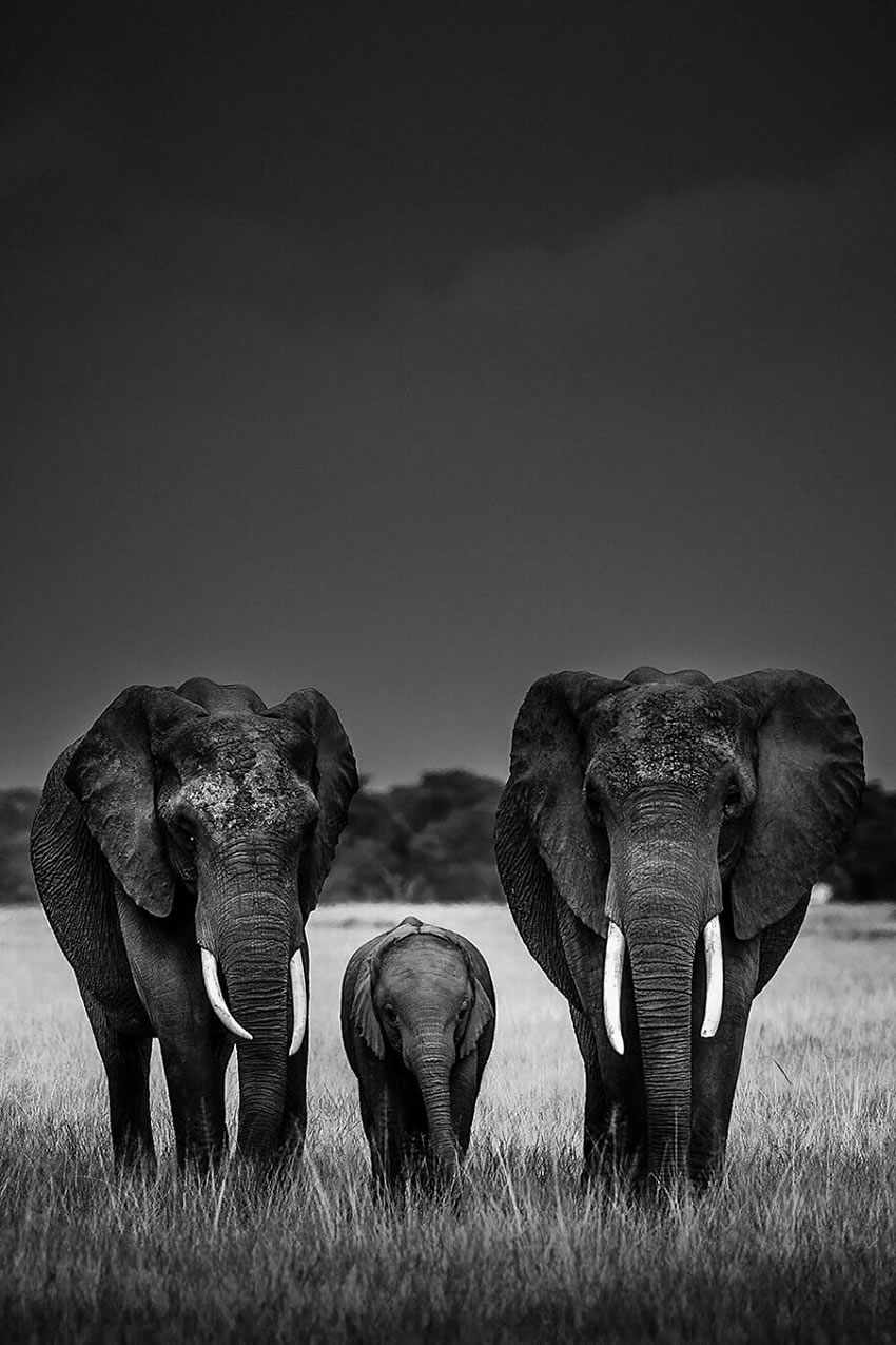 Africa Wildlife Photography By Laurent Baheux