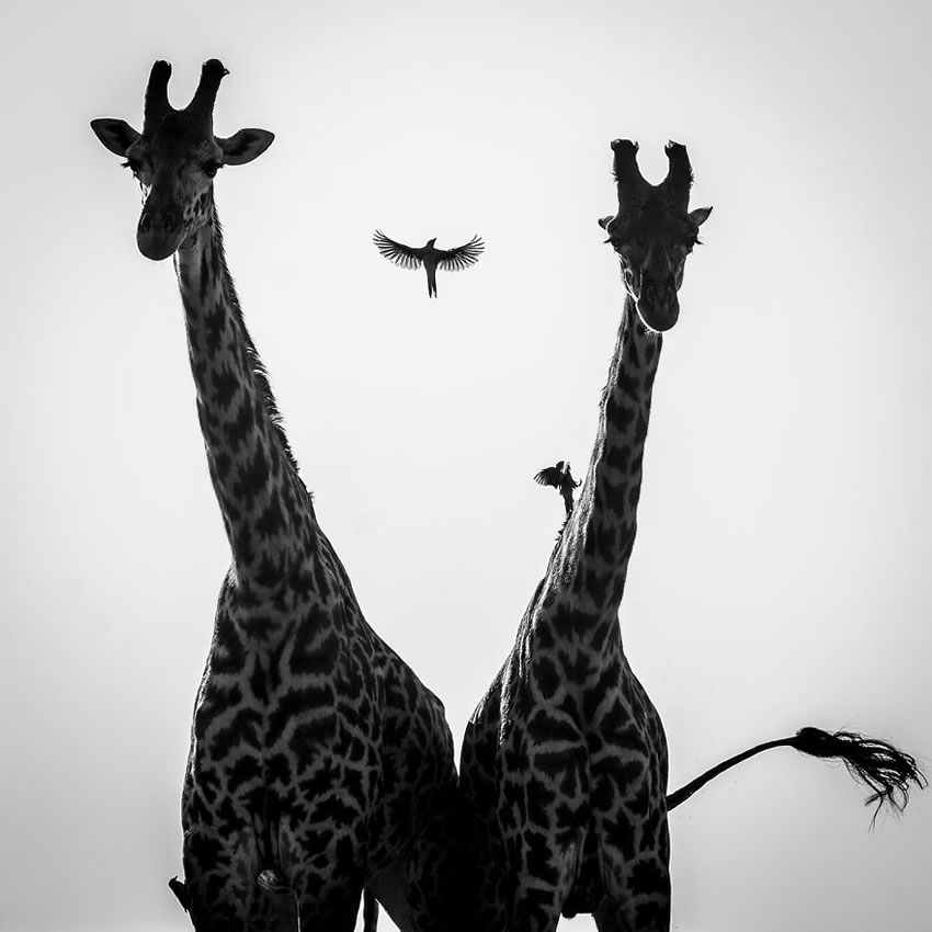 Africa Wildlife Photography By Laurent Baheux