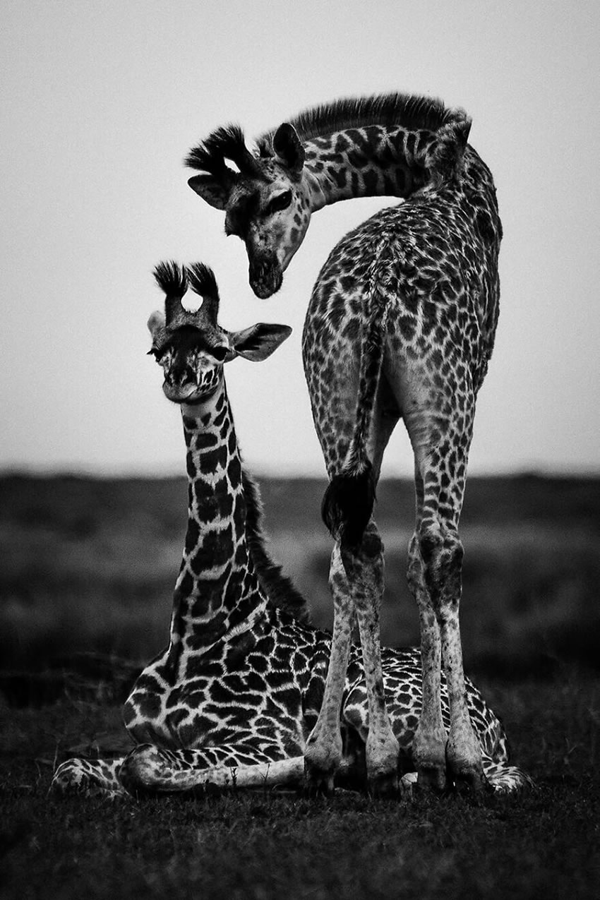 Africa Wildlife Photography By Laurent Baheux