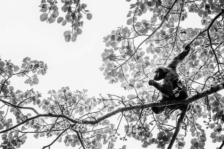 Africa Wildlife Photography By Laurent Baheux