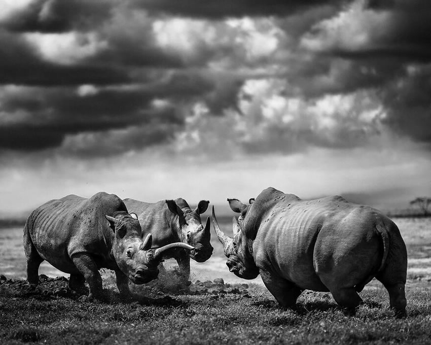 Africa Wildlife Photography By Laurent Baheux