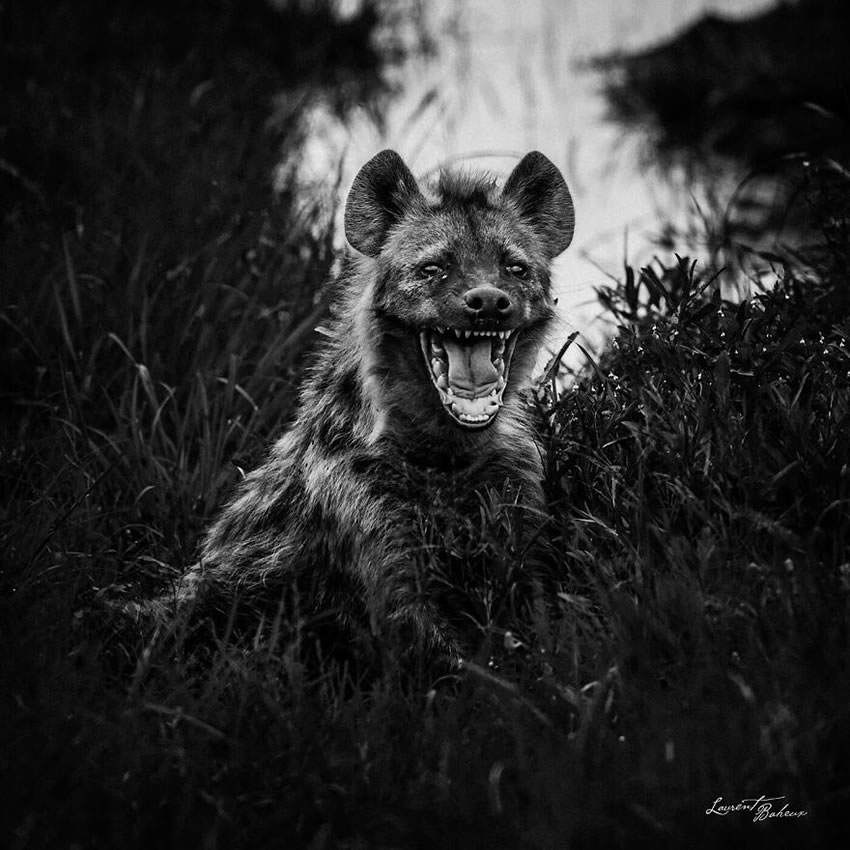 Africa Wildlife Photography By Laurent Baheux