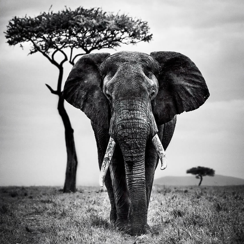 Africa Wildlife Photography By Laurent Baheux