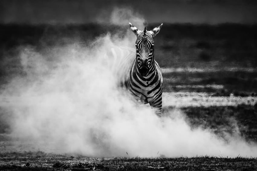 Africa Wildlife Photography By Laurent Baheux