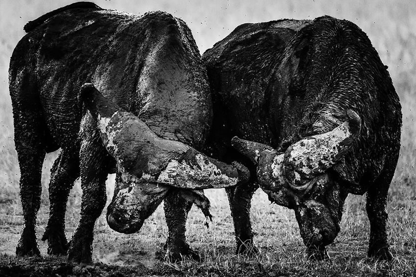 Africa Wildlife Photography By Laurent Baheux