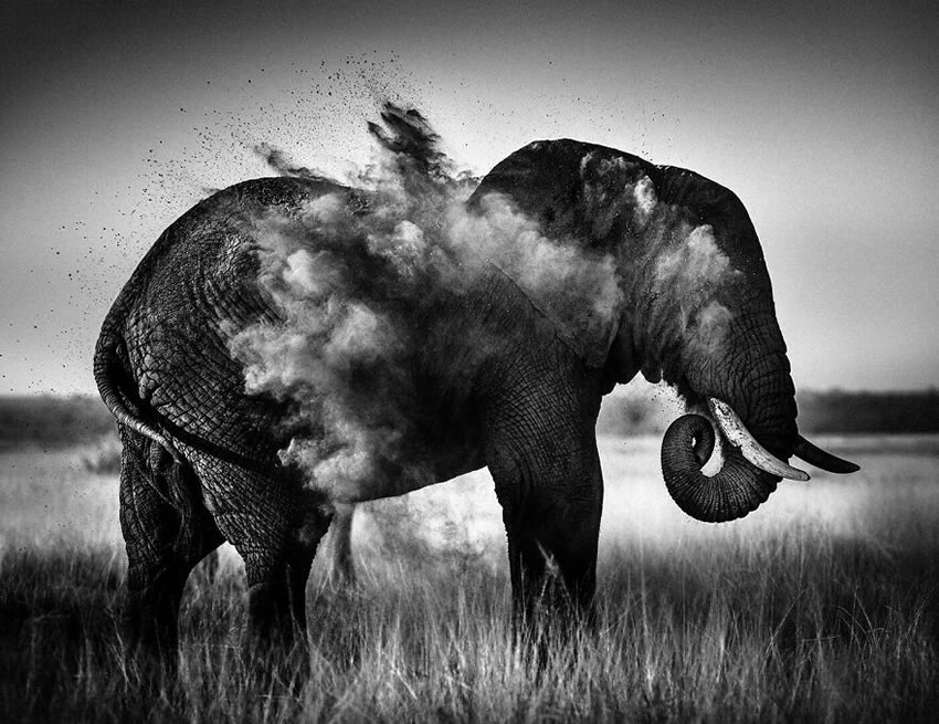 Africa Wildlife Photography By Laurent Baheux