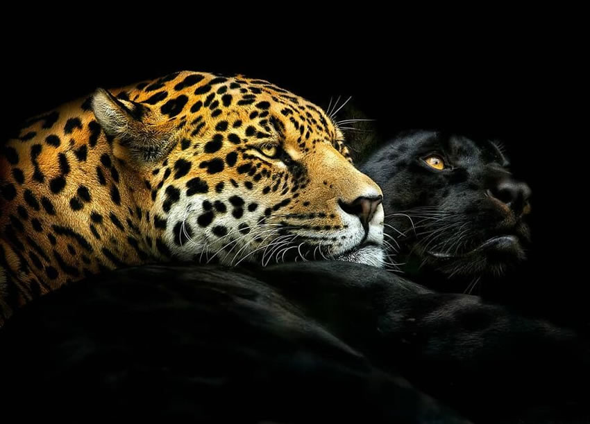 Close-Up Portraits Of Wild Animals By Pedro Jarque Krebs