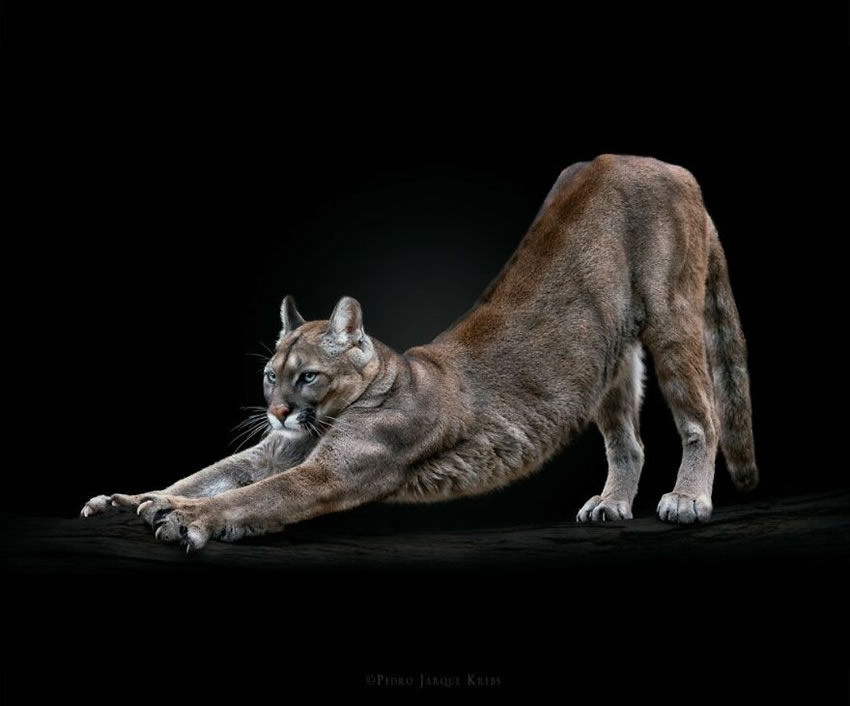 Close-Up Portraits Of Wild Animals By Pedro Jarque Krebs