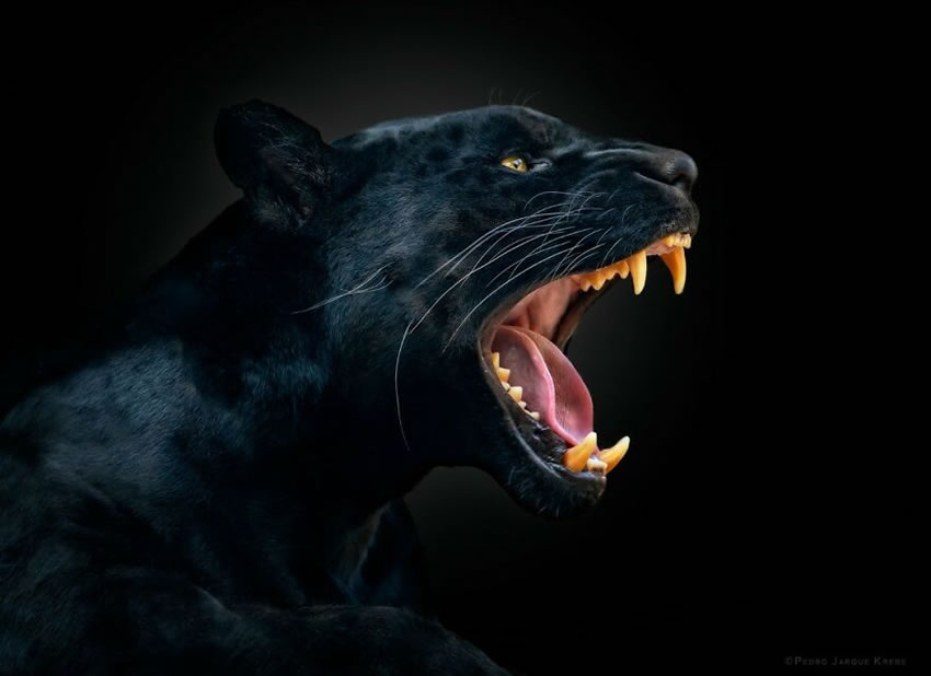 Close-Up Portraits Of Wild Animals By Pedro Jarque Krebs