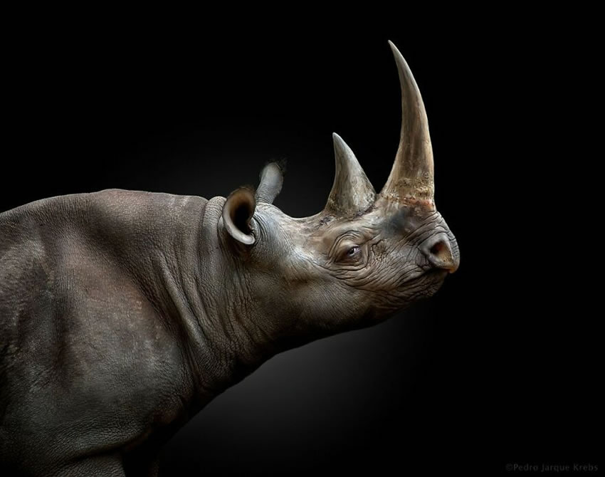 Close-Up Portraits Of Wild Animals By Pedro Jarque Krebs