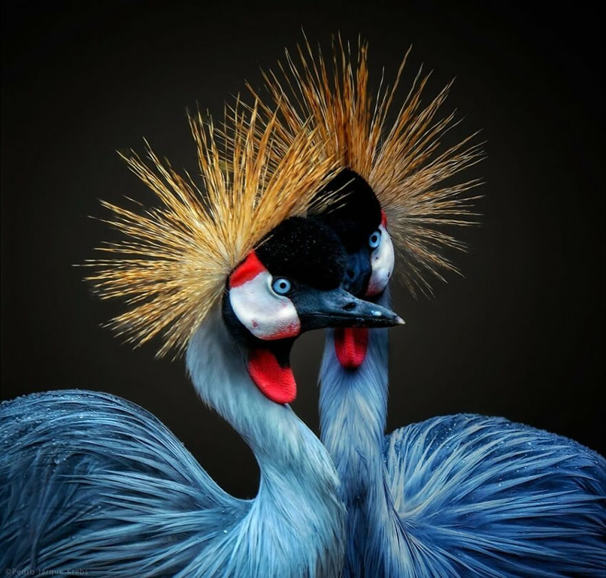 Close-Up Portraits Of Wild Animals By Pedro Jarque Krebs