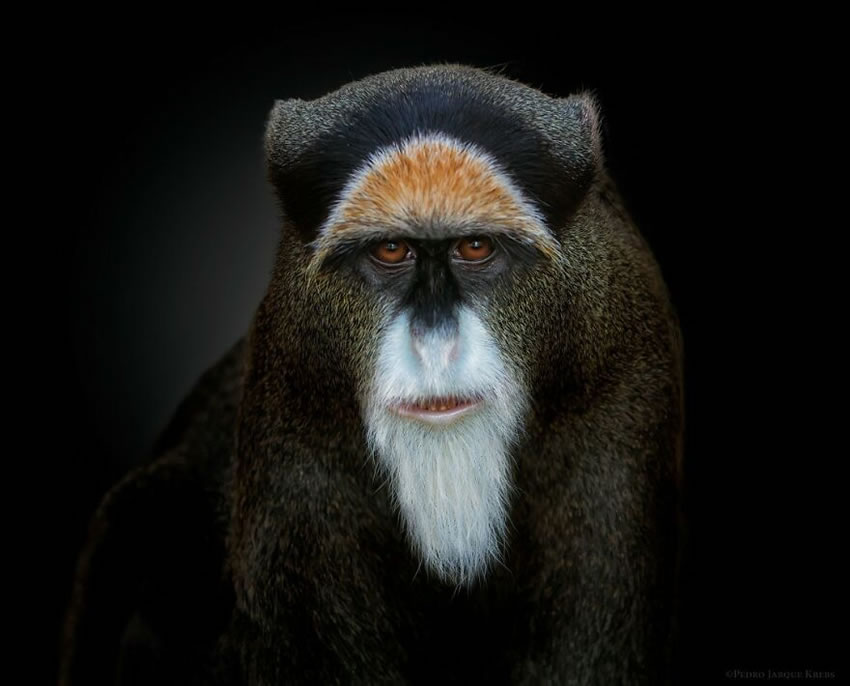 Close-Up Portraits Of Wild Animals By Pedro Jarque Krebs