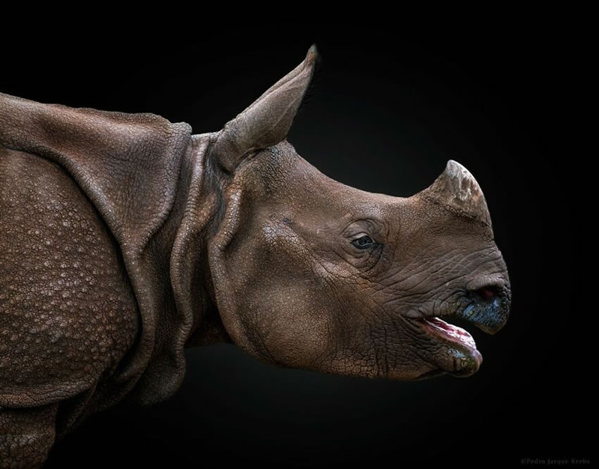 Close-Up Portraits Of Wild Animals By Pedro Jarque Krebs