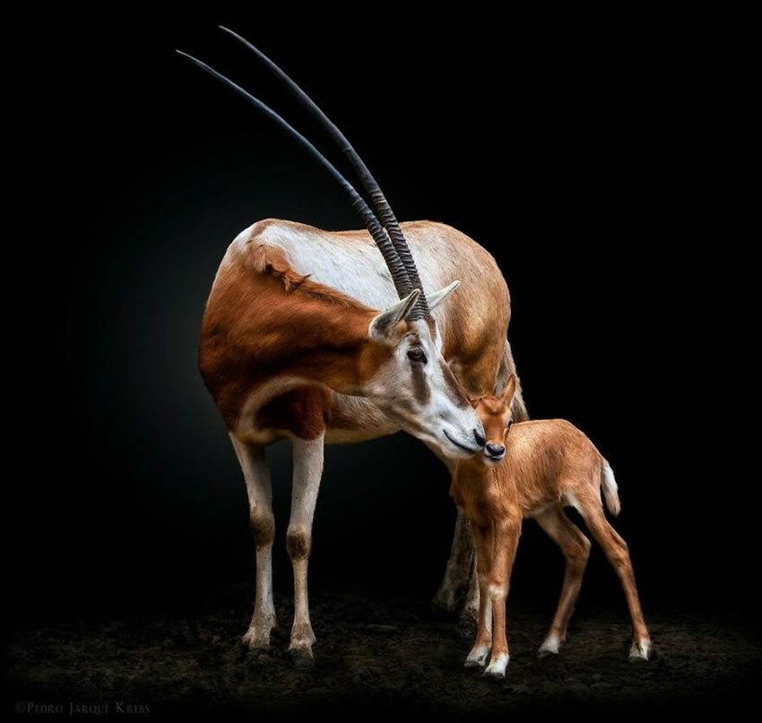 Close-Up Portraits Of Wild Animals By Pedro Jarque Krebs